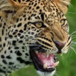 युवक पर गुलदार ने कर दिया हमला