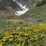 बुग्याल, ताल और वॉटरफॉल से समृद्ध है हर्षिल घाटी