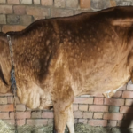 प्रदेश में लंपी रोग की दस्तक, 21 सैंपल पॉजिटिव, 635 संदिग्ध मामले; अब तक एक बछड़े की हो चुकी मौत